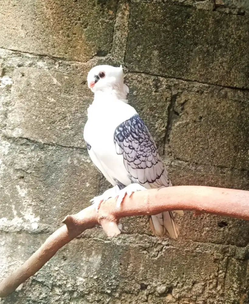 MERPATI SANTINET