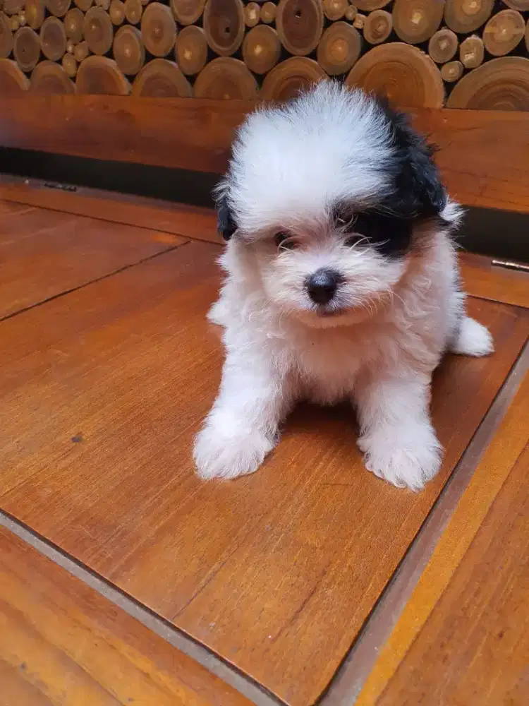 Di jual Pomapo Female (Poodle Pom)