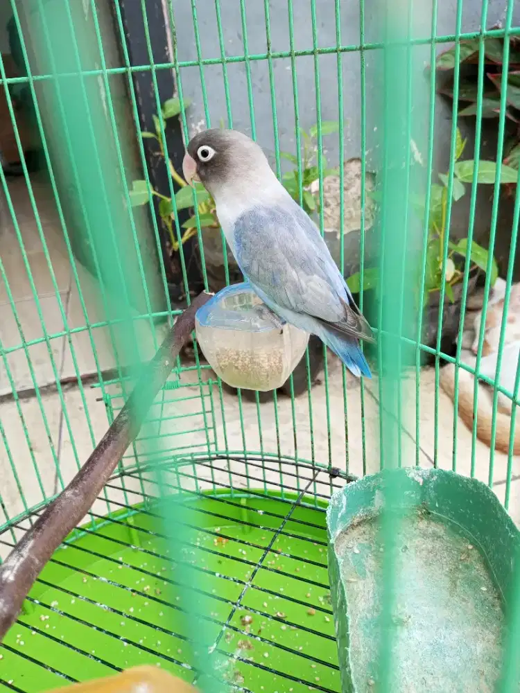 Lovebird duda Ewing vio harga burja