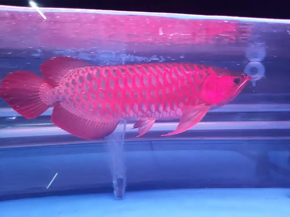 Arwana Arowana Super Red SR