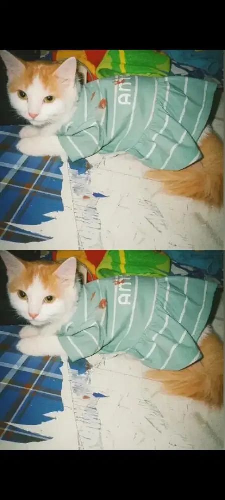 kucing persia betina