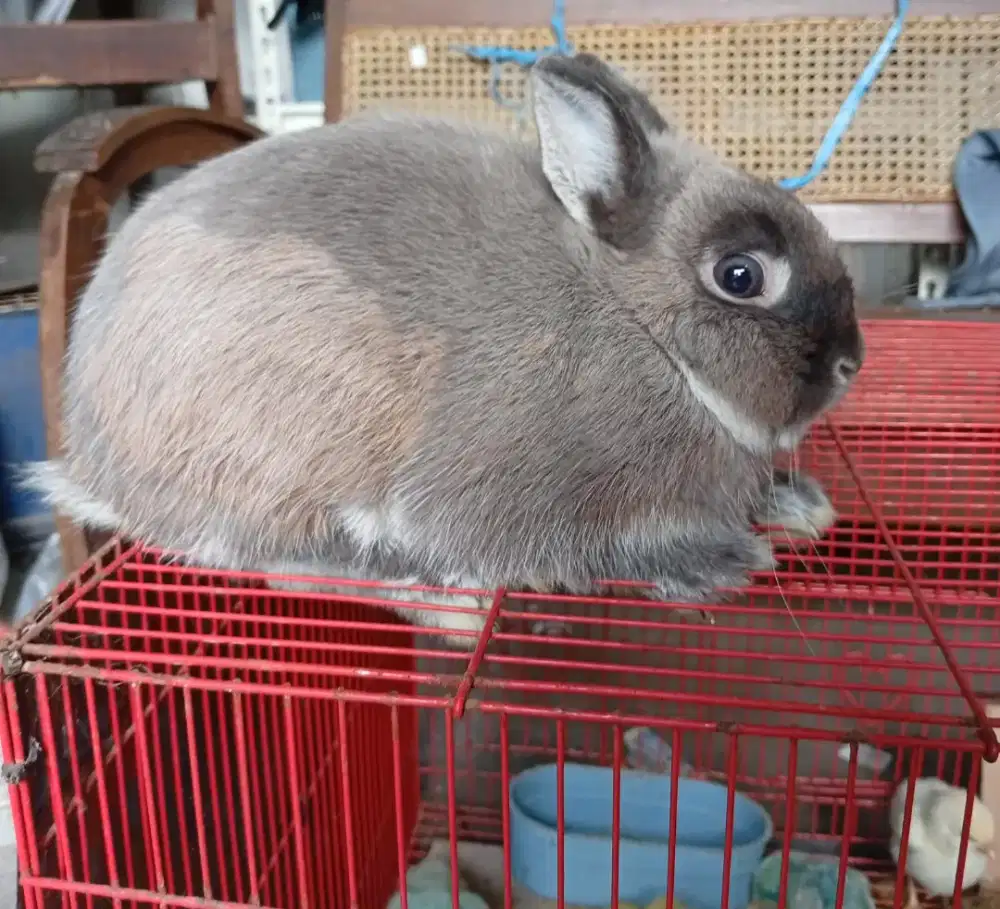 Kelinci hias nedherland dwarf (ND) JANTAN 7 bulan