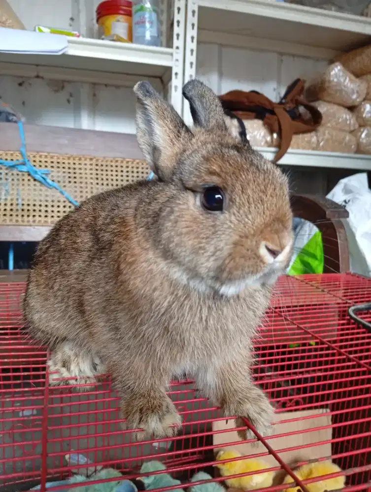 Kelinci hiasnedherland dwarf (ND) 
JANTAN
5 bulan