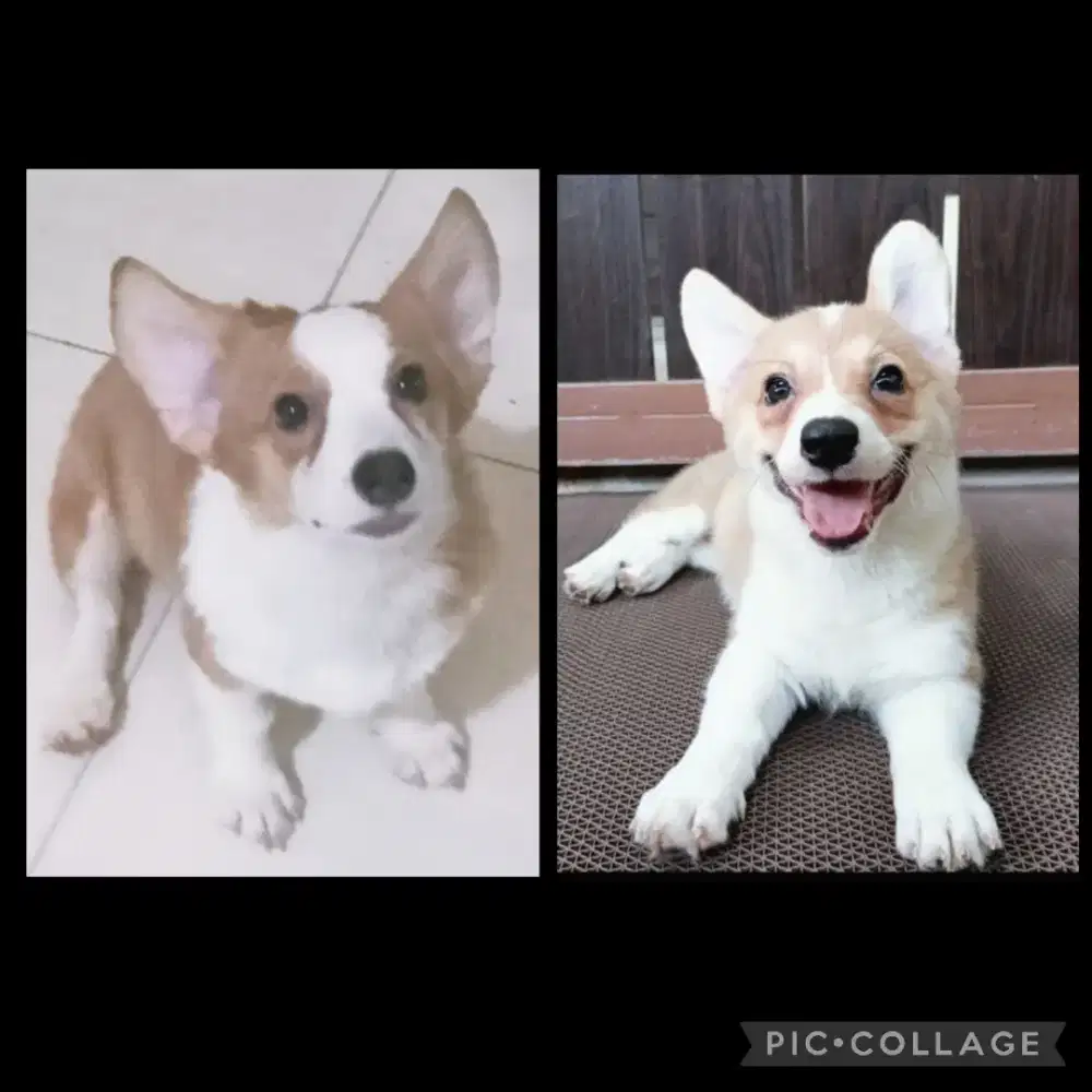 Jual Corgi Betina