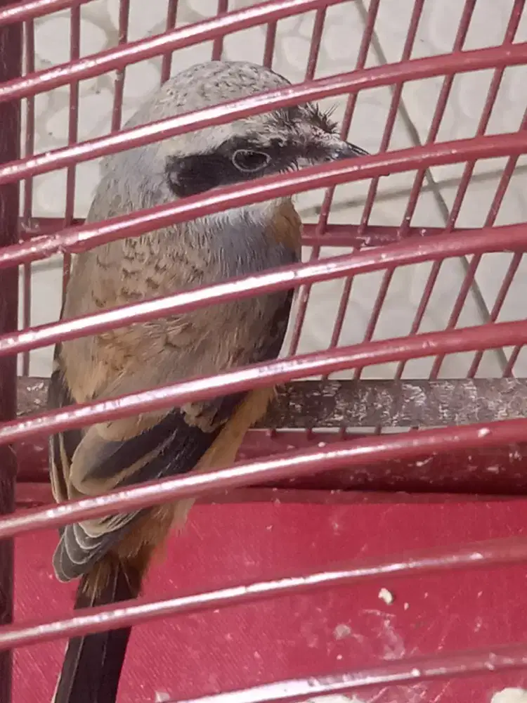 Burung Cendet Muda