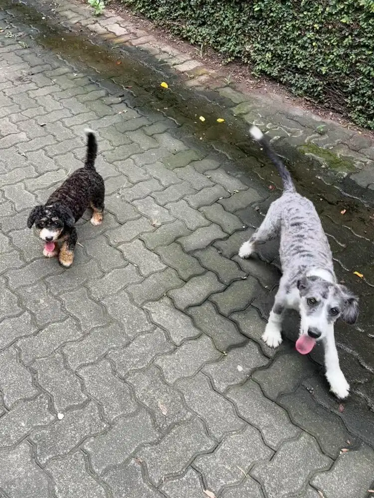 Anjing AUSSIEDOODLE ( Giant poodle mix Australian Shepherd)