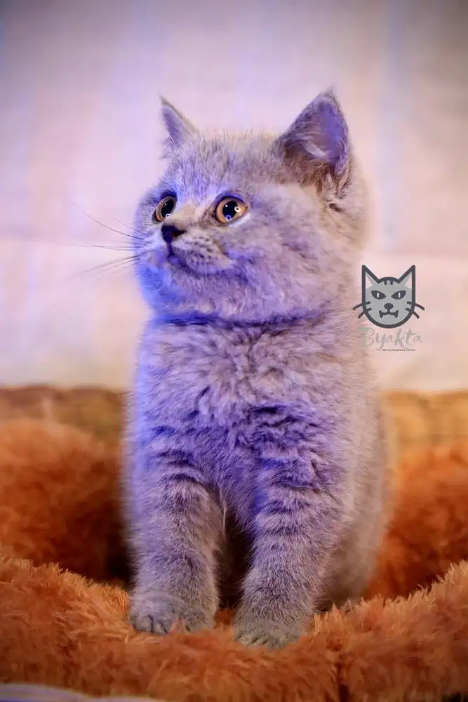 Kitten British Shorthair, 2,5 bulan, Jantan