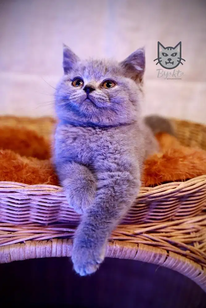 Kitten British Shorthair, 2,5 bulan, Jantan