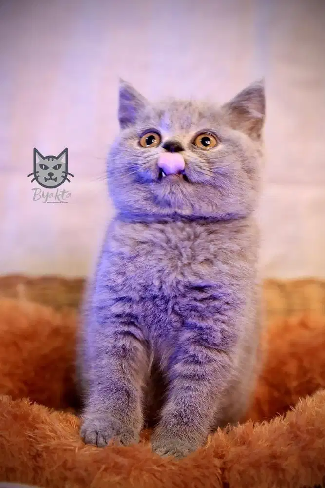 Kitten British Shorthair, 3 bulan, Jantan