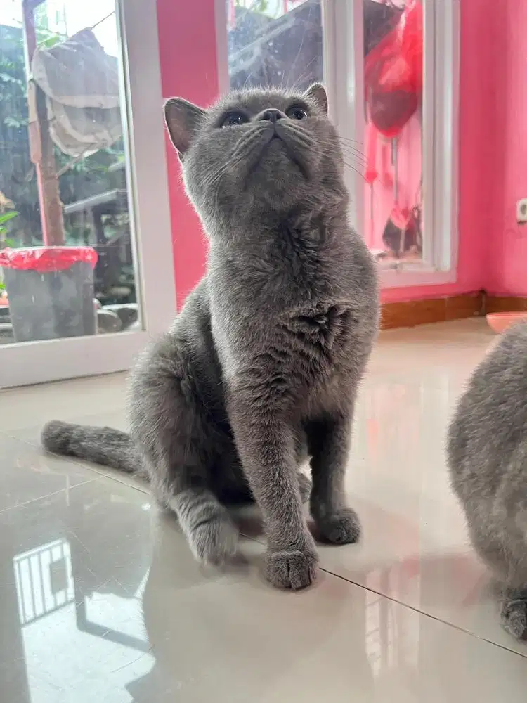 Jual kucing bsh jantan