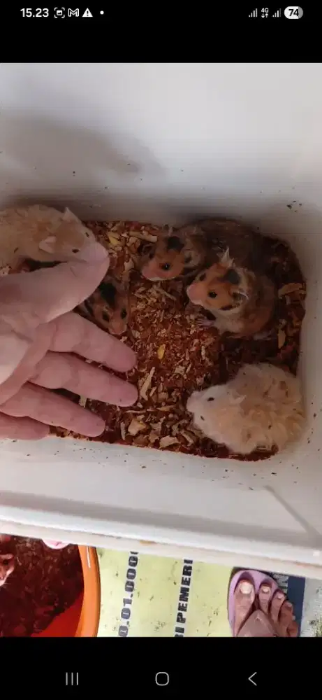 Hamster khusus sirian