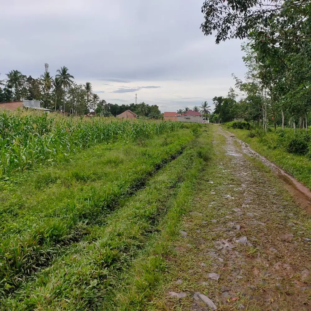 TANAH SAMPING MASJID ITERA DIPPINGGIR JALAN UTAMA DP MURAH
