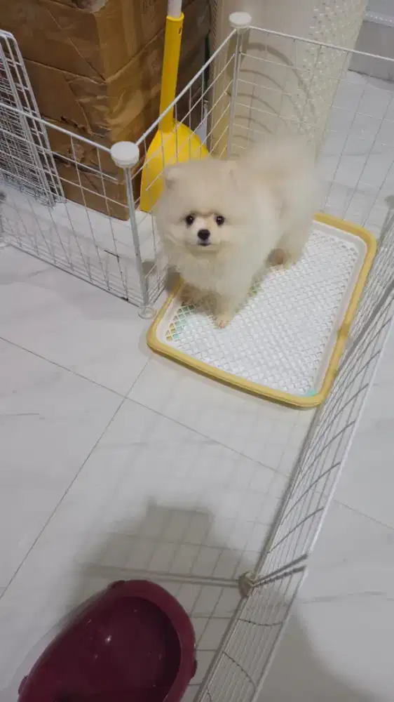 Minipom Betina, Bulu Lebat dan Sehat