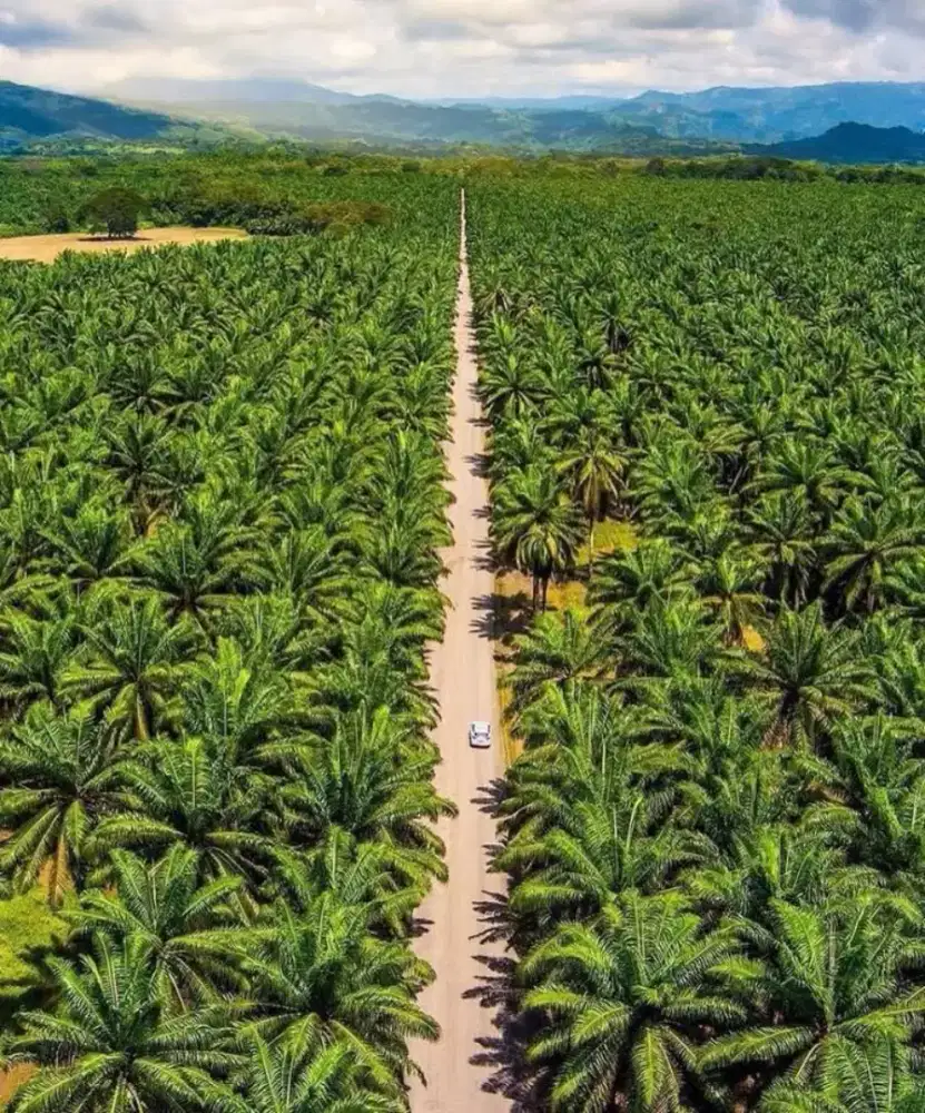perkebunan kelapa sawit