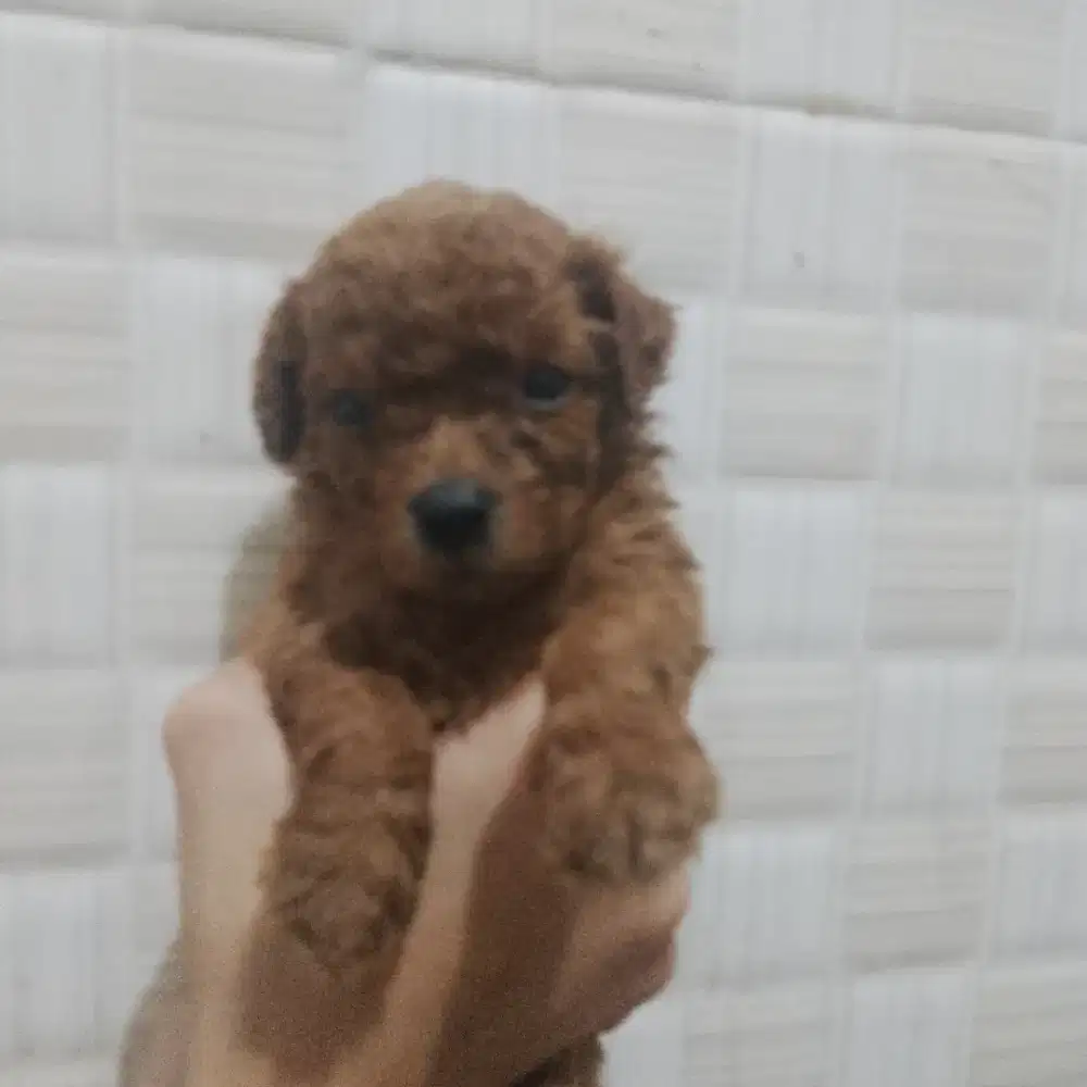 Toy poodle jantan