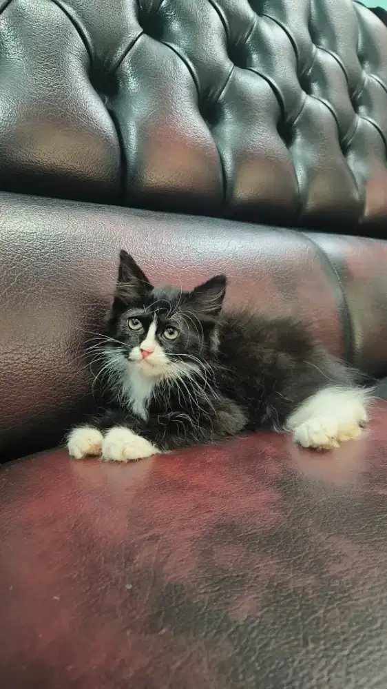 Anak Kucing/Kitten Persia