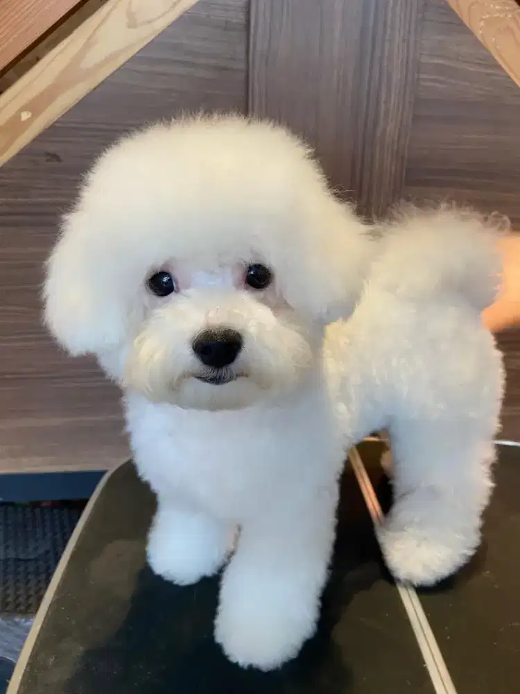 Dooggy bichon White
