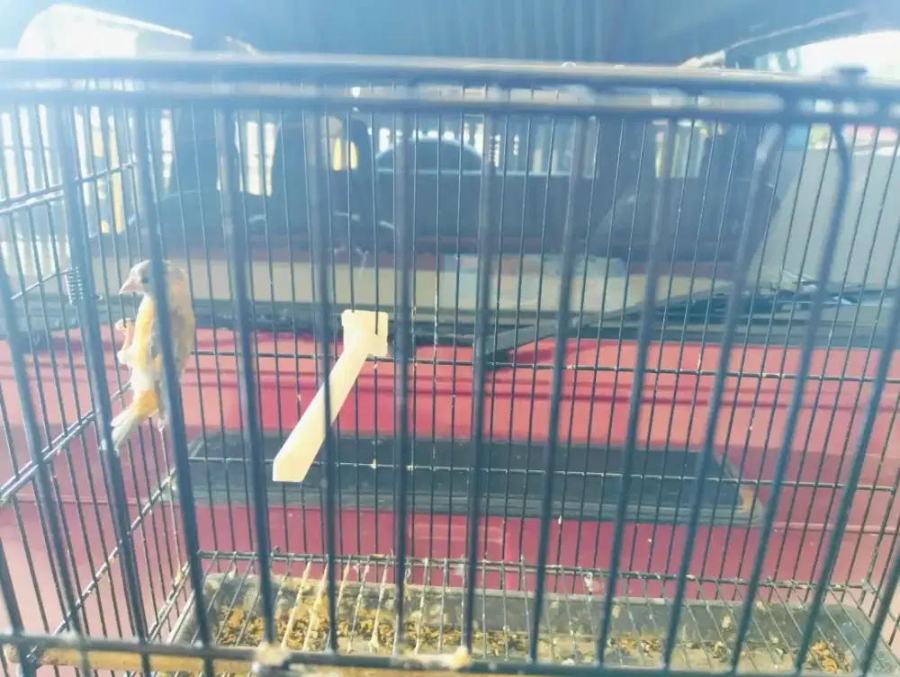 Dijual red siskin sepasang