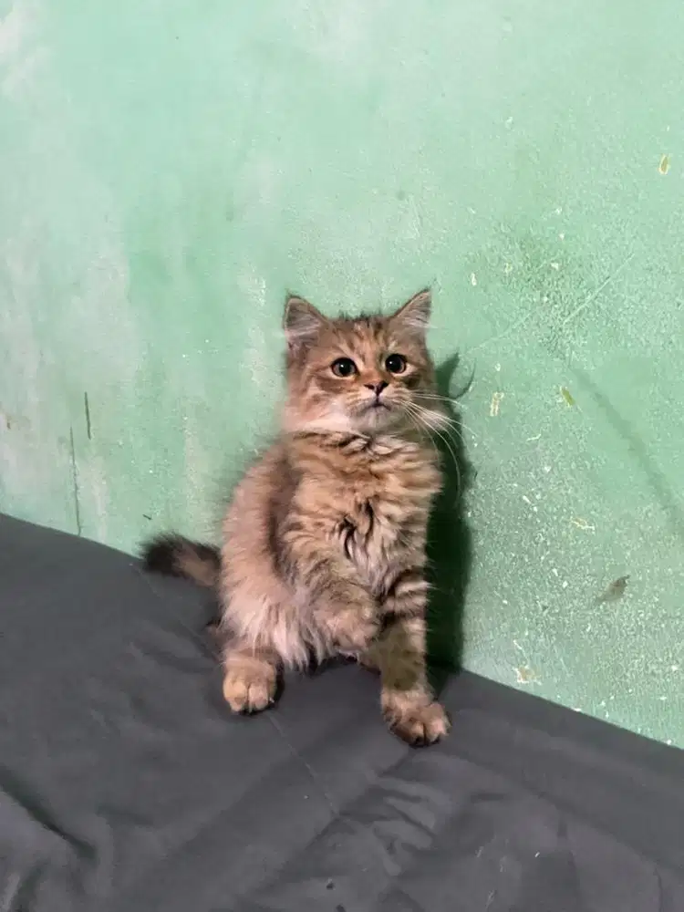 Ready for adopt kucing persia medium