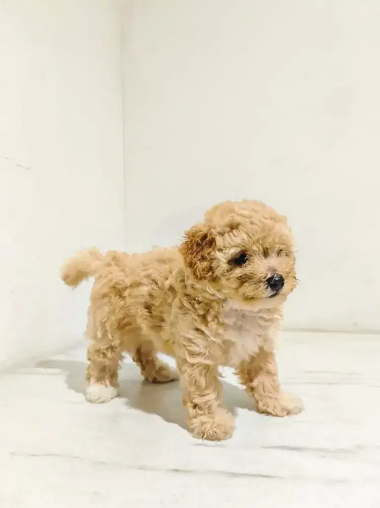 Jual Anak Anjing 2 Bulan Poodle x Poodle