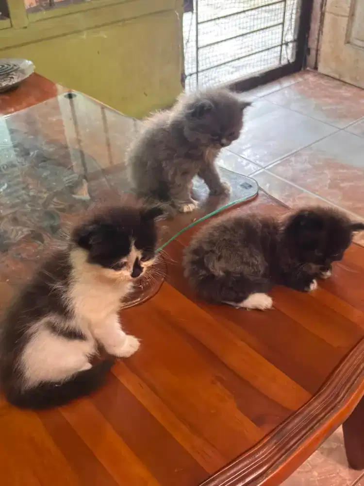 Menjual Kucing Persia bulu kapas