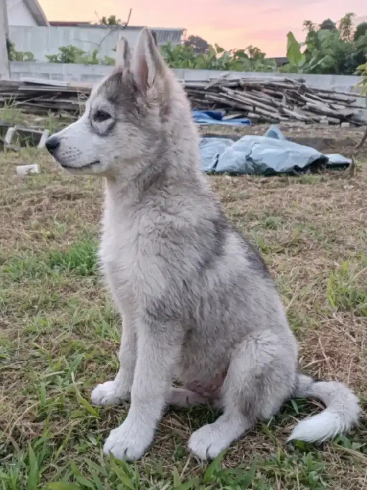 Alaskan Malamute Open Adopt