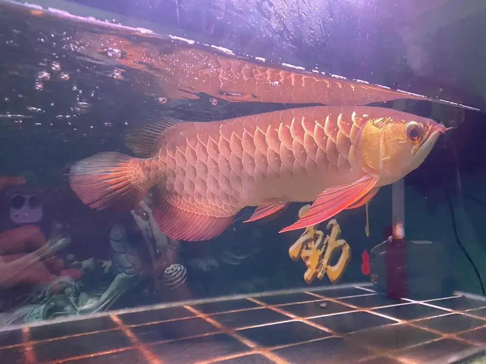 Ikan arwana golden red