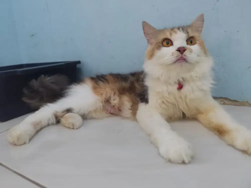 Dijual kucing betina dewasa imut