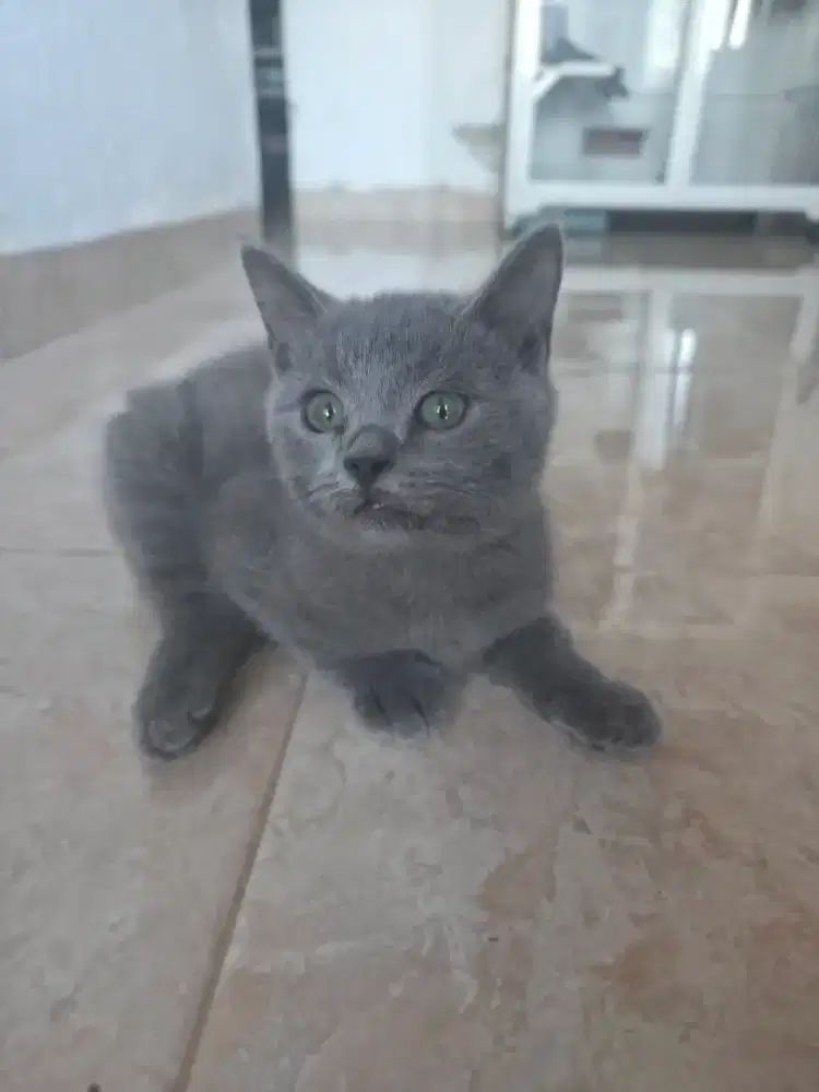 Kucing schootis jantan non mix non pet umur 4 bulan