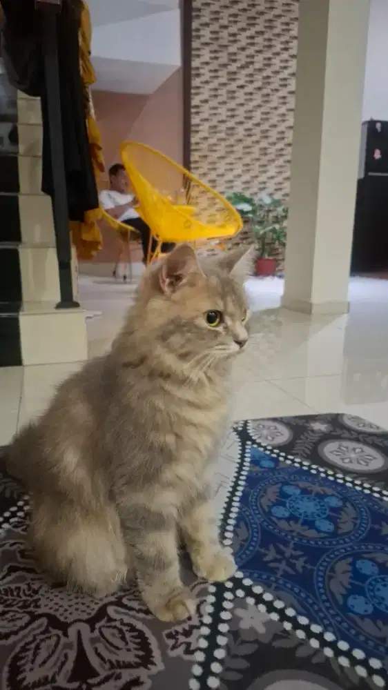 Kucing persia bulu bagus