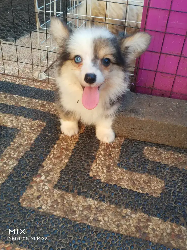 Corgi Fluffy Long Hair