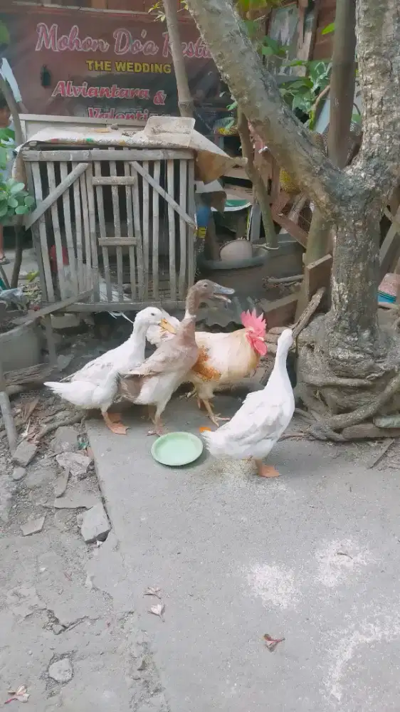 JUAL BEBEK 3 EKOR PUTIH DAN COKLAT