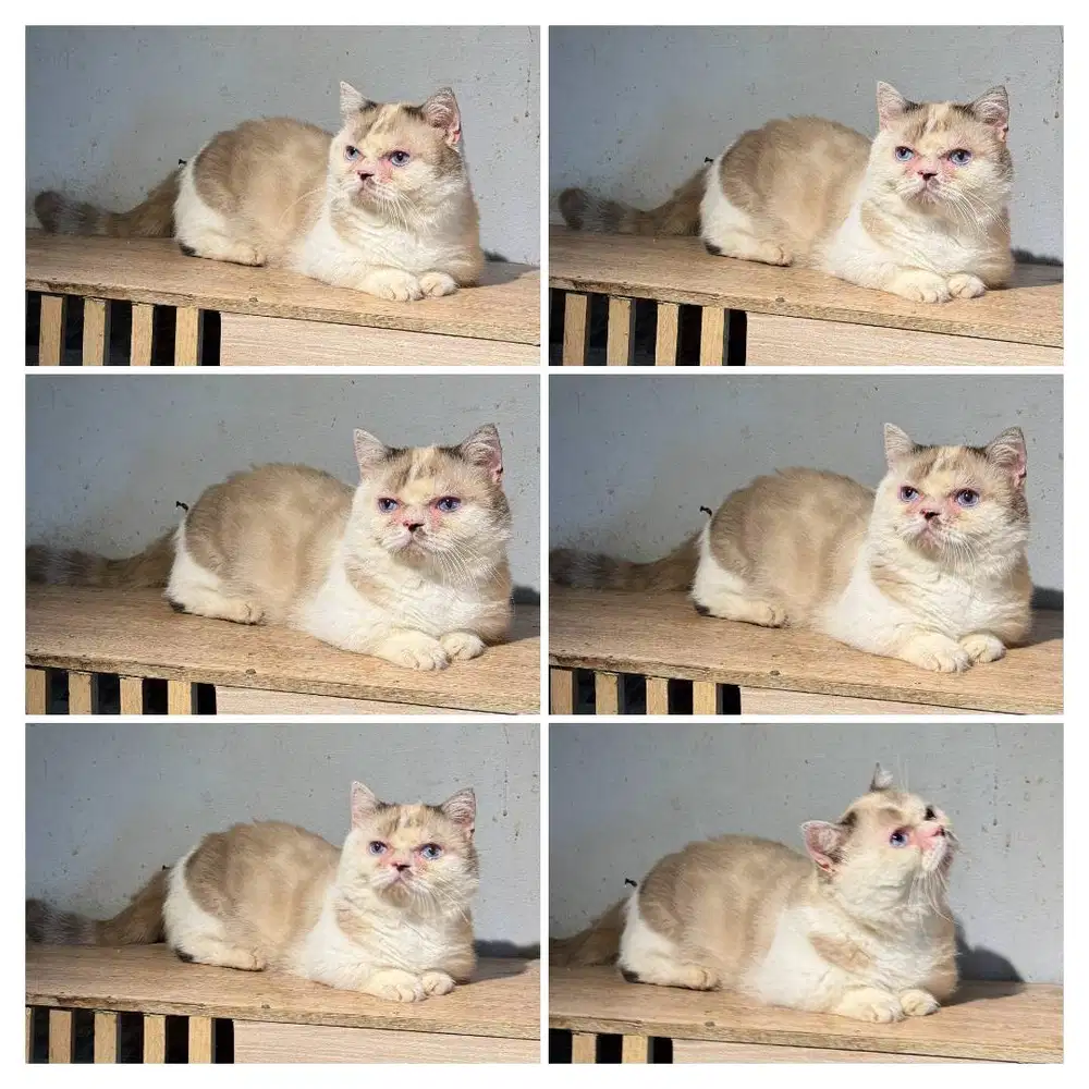 Munchkin jantan Mix Bsh munchkin x Ragdoll