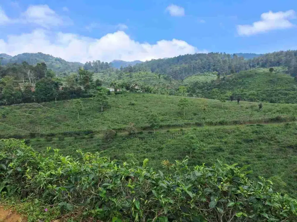 Perkebunan Teh lemahsugih Majalengka