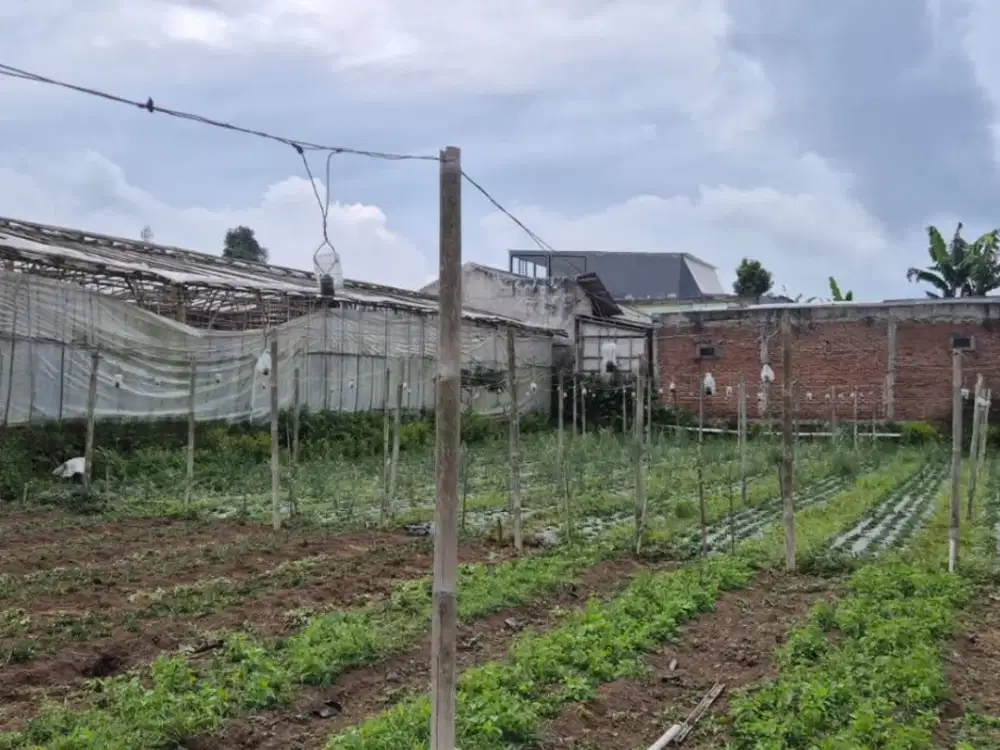 Dijual Tanah Strategis Di Cihideung Bandung, Kebun Bunga Potong & Kolam Pancing
