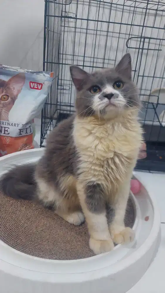 Kucing Bristish long hair