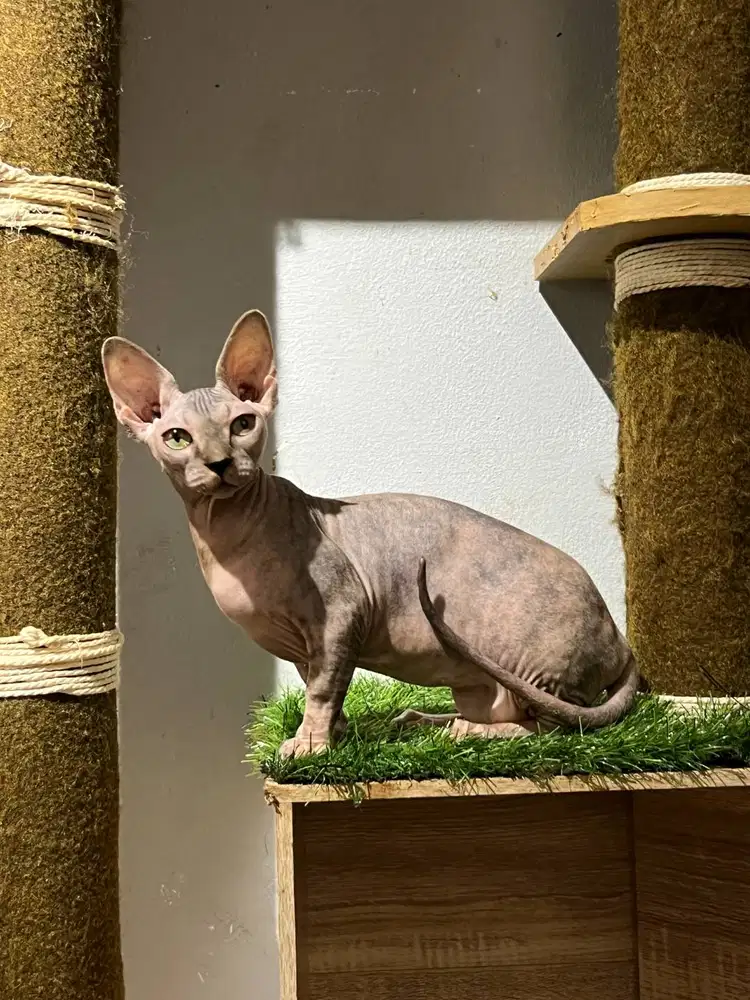 Bambino Betina Proven Tortie