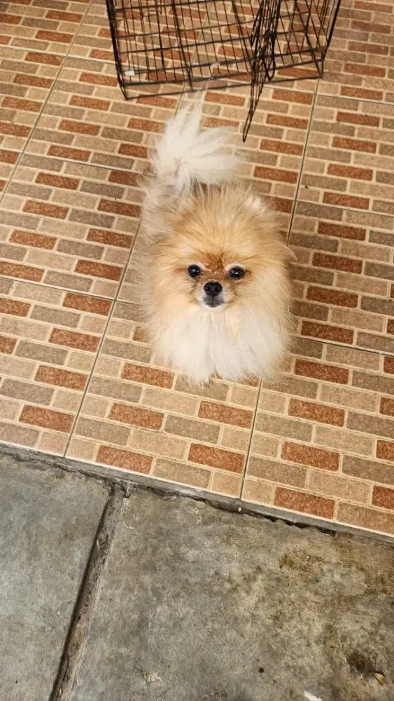 ANJING MINIPOM JANTAN KOSONGAN