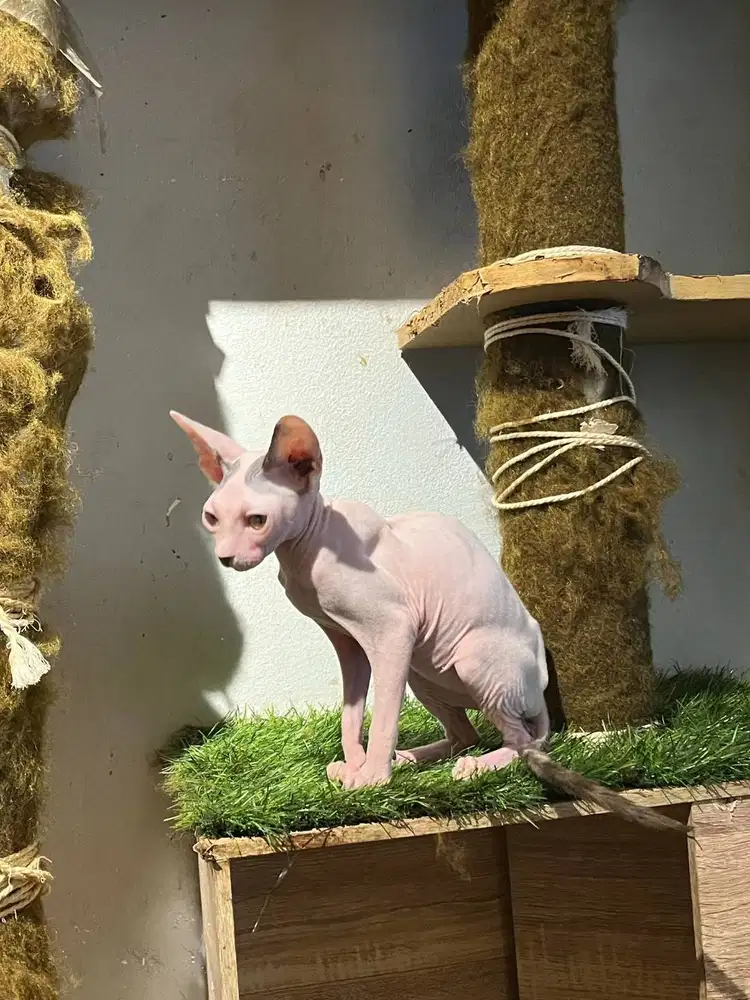 Sphynx jantan Bicolor ( minus )