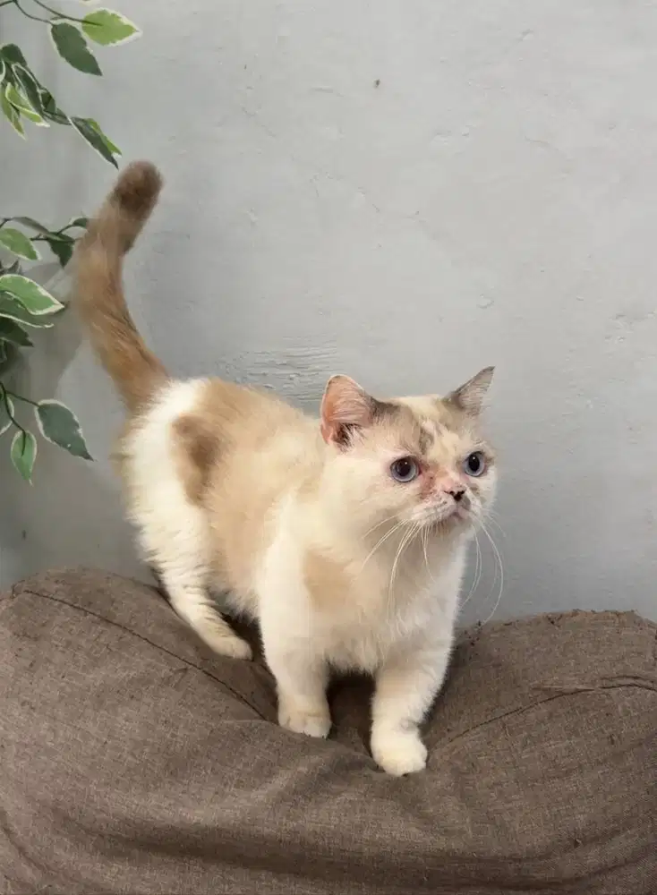 Munchkin Jantan