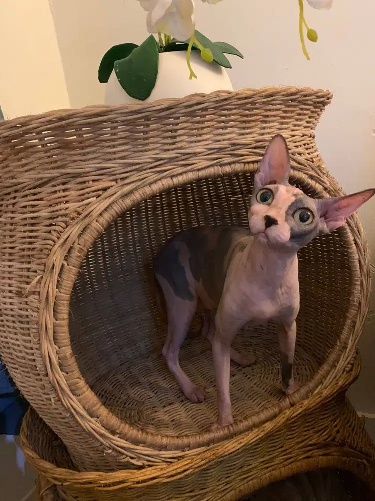 Sphynx Betina calico Proven