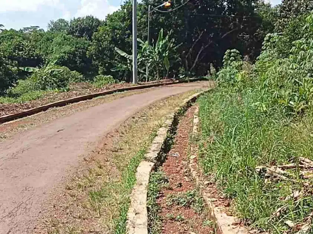 Kebun Rambutan 1000 m2 125 Juta Subang