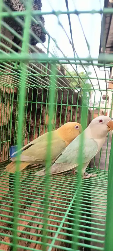 Lovebird biola aqua pf mata merah