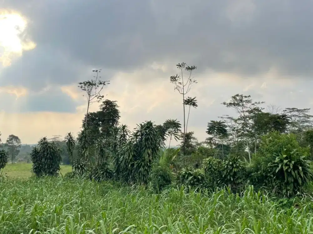 Dijual Tanah Datar Kebun Akses Mobil di Pedesaan Darangdan Purwakarta