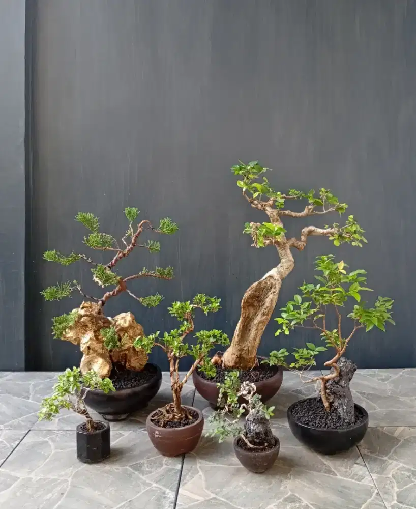 Borong murah bonsai hias
