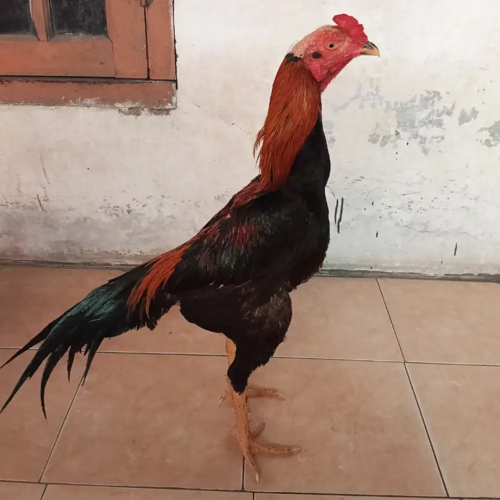Ayam Bangkok Pukul Keras