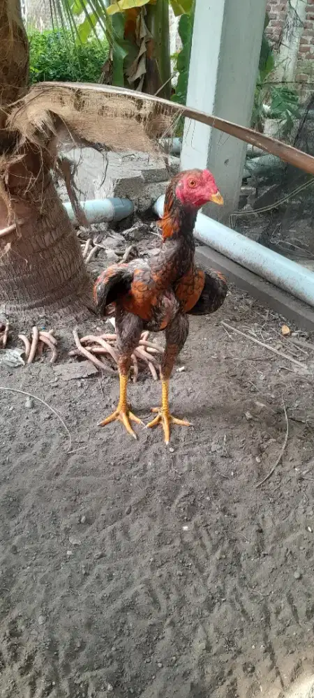 Ayam mangon bagus