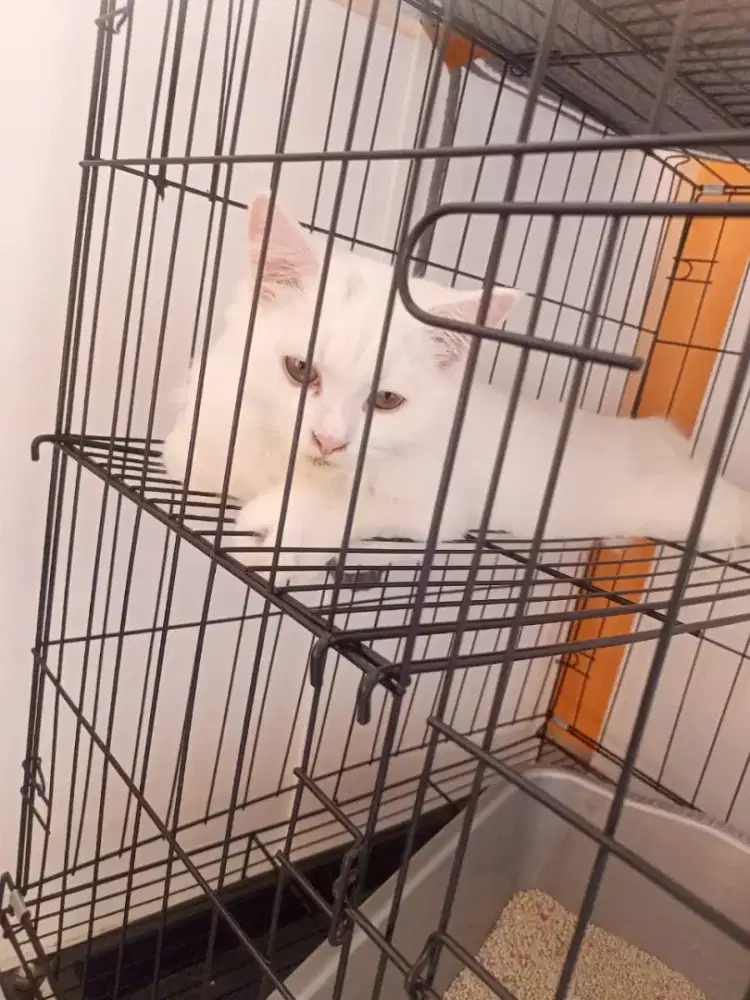 Dijual Kucing Persia Jantan