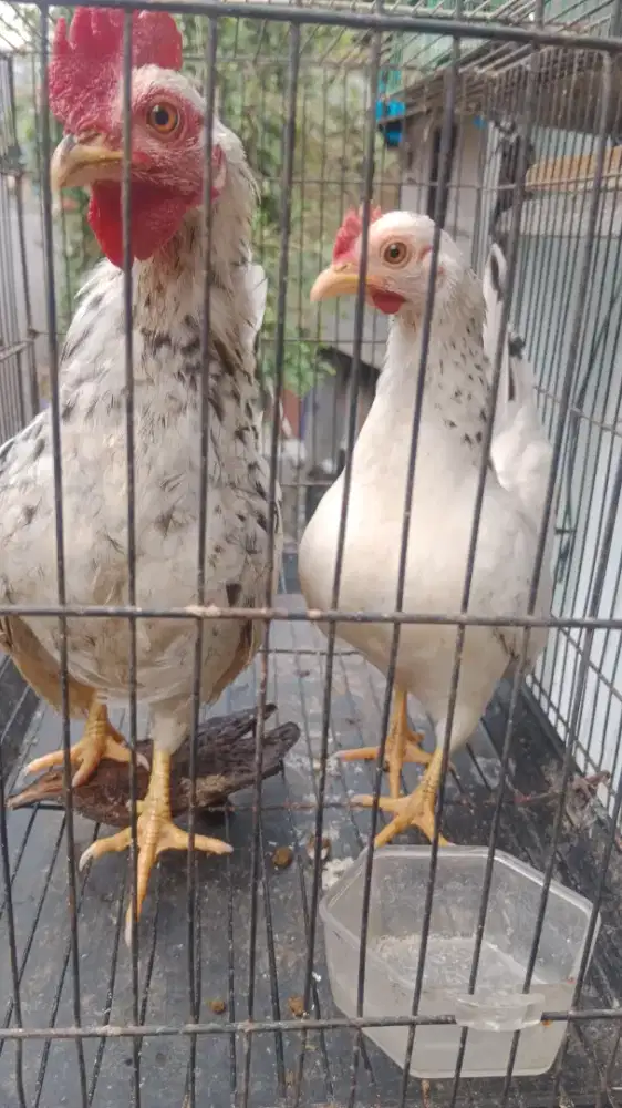 jual sepasang ayam kate serama