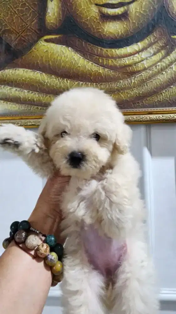 Ready poodle puppy betina